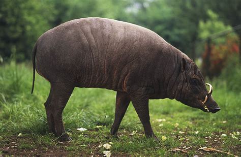 What does babi hutan mean in english? andre suyanto: 14 Binatang yang akan punah di Indonesia