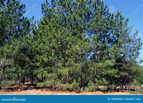 Red Pine Trees 36568 Stock Image Image Of County Conifers 198854083