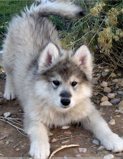Timber Wolf Husky Mix Puppies