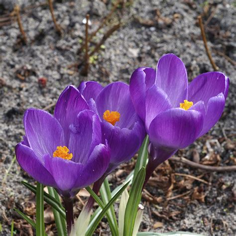 Get Crocus Flower Record Spring Flowering Bulbs In Mi At English