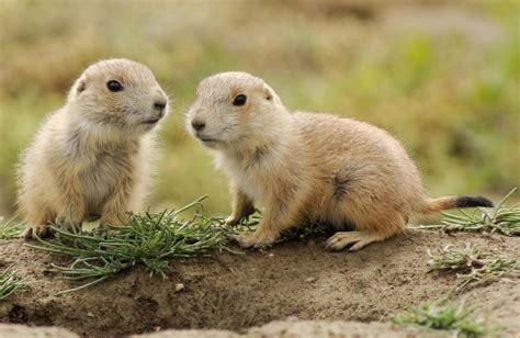 Prairie Dog Wallpapers Wallpaper Cave