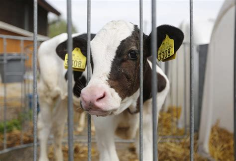 Das osterfest zählt zu den festen, die kalendarisch wandern und jedes jahr auf andere tage fallen. OSTERN: DAS FEST DES LEBENS? | Animal Equality Germany