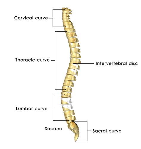 Spine Anatomy Spinepain Solutions