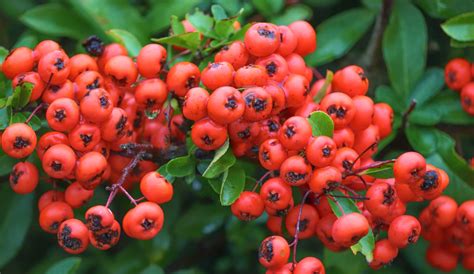 Koidzumii), and roger's firethorn (p. Fire thorn, Pyracantha - planting, pruning, and care