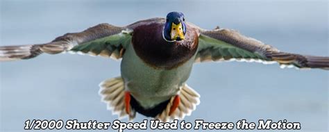 Introduction To Shutter Speed Easy Explanation And