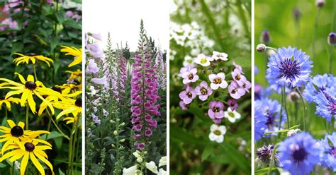11 Hardy Annual Flowers You Should Plant Now