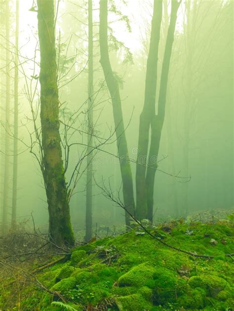 Mysteious Foggy Forest Stones Moss Wood Fern Spruce Trees Stock
