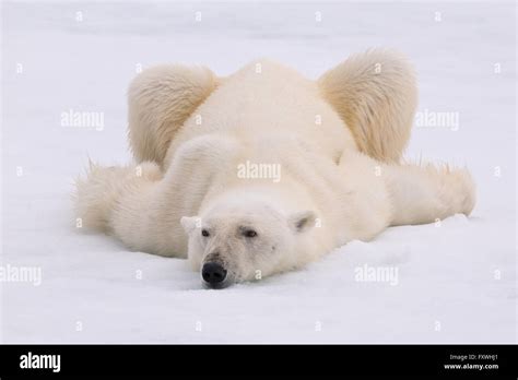 Polar Bear Resting On The Ice Having Come Up To Explore Our Ship Off