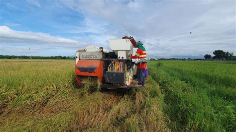 Rice Crop Harvesting Region 4 Philippines Rfarming