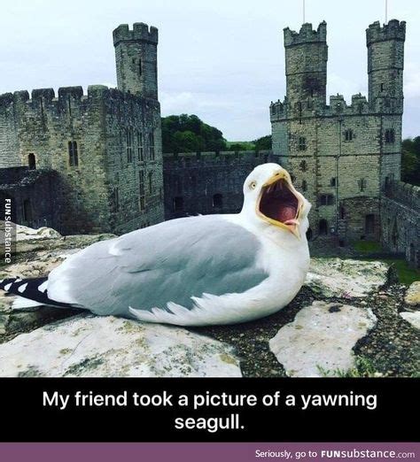 8 Best Funny Seagulls Images Funny Seagull Funny Pictures