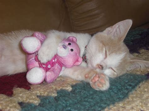 Cute Is A Kitten Hugging His Teddy Bear Cat Hug Crazy Cats Cats