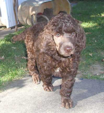 Renowned poodles offers a large range of standard poodles and poodle puppies for sale, including parti, phantom, brindle, white, black, silver, red and many my passion for poodles began at early age. Royal Standard Poodle-Giant Rufus