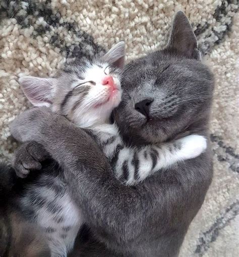 Wholesome Cats Cuddling And Loving Each Other Cat Cuddle Pretty Cats