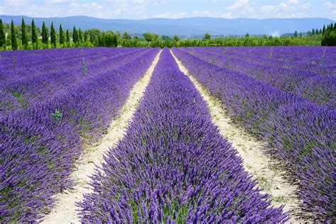 Ces Endroits Où Admirer Les Champs De Lavande En Provence Culture