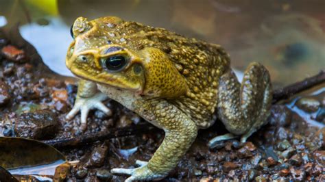 Poisonous Toads Infest Suburban Florida Neighborhood