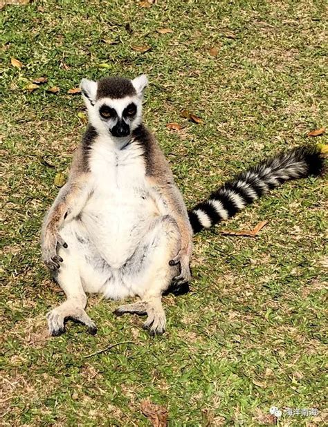 The Ring Tailed Lemur Is Known As The Sun Worshipper Ix Yoga Life Style