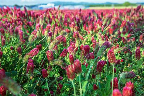 How To Cover Crop Techniques Tips And Tricks Gardeners Path