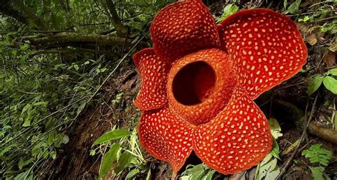 Warna yang bisa dipilih untuk ditanam antara lain merah, pink, kuning, biru, dan lain lain. 9 Tumbuhan Langka di Indonesia yang Terancam Punah