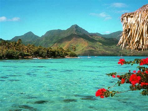 Tropical Background Pictures Images
