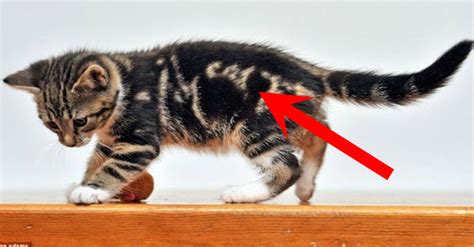 These 22 Cats Have The Most Unique Fur Patterns In The