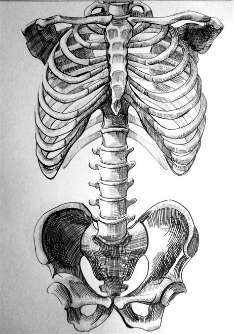 Skeleton Sketches Google Search Skeleton Drawings Anatomy Art