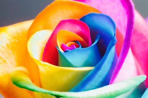 As Pretty As A Sunset Rainbow Roses Rainbow Flowers Rose Seeds