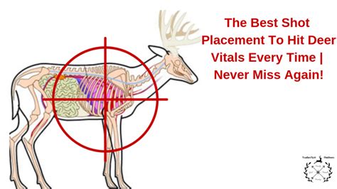 The Best Shot Placement To Hit Deer Vitals Every Time Never Miss