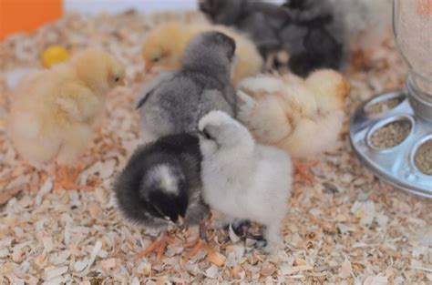 Rasing Baby Chicks For Beginners 26 - Modern Homestead Mama