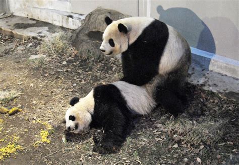 Giant Panda Pair At Ueno Zoo Are Observed Mating The Japan Times
