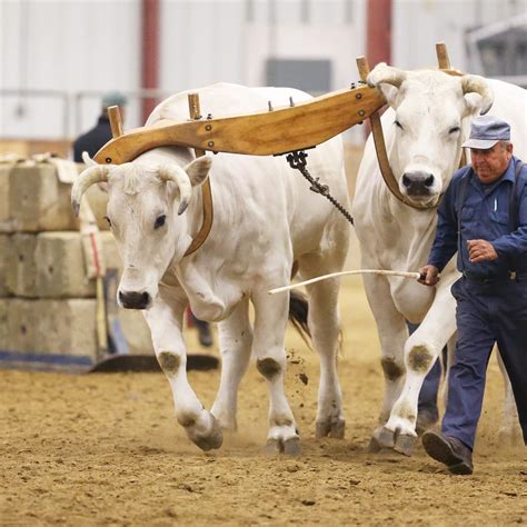 Oxen Pulling 3300 Lbs Topsfield Fair 2023