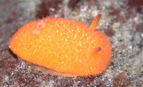 The Natural History Of Bodega Head Orange Peel