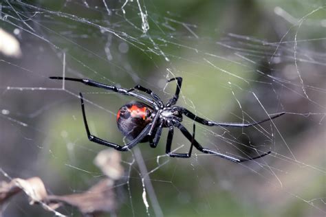 Latrodectus hesperus, the western black widow spider or western widow, is a venomous spider species found in western regions of north america. Black Widow Spiders Foundation Pest Control