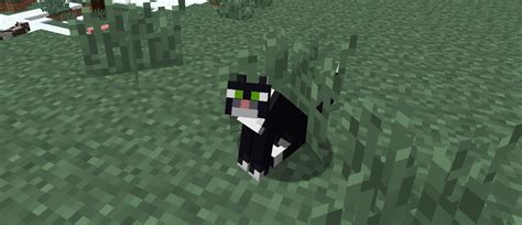 How To Tame Cats In Minecraft Wordpunchers Video Game Experience
