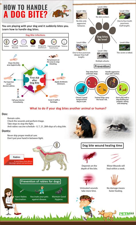 What Is A Level 4 Dog Bite