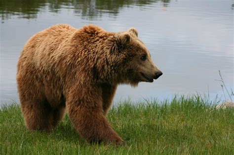 Filebrown Bear Ursus Arctos Arctos Smiling Wikimedia Commons