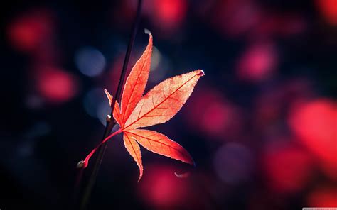 Japanese Maple Wallpapers Top Free Japanese Maple Backgrounds
