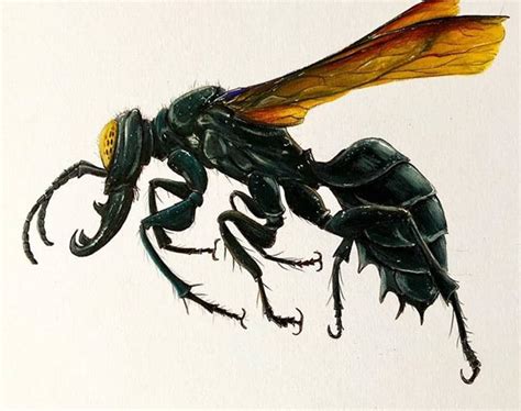 Wasp King Garuda Wasps Were Discovered On The Island Of Sulawesi Indonesia In 2012 Fully Grown