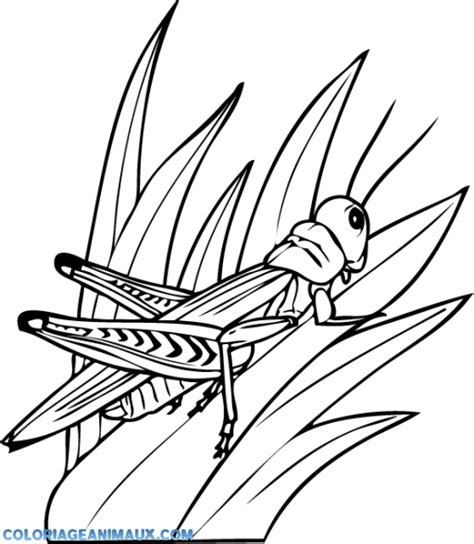 Sauterelle en empreinte de pied. Sauterelle Coloriage - OHBQ.info