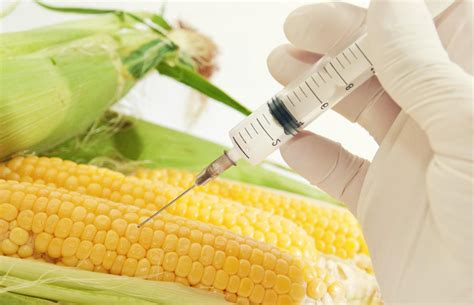 What Does Gmo Free Mean With Pictures