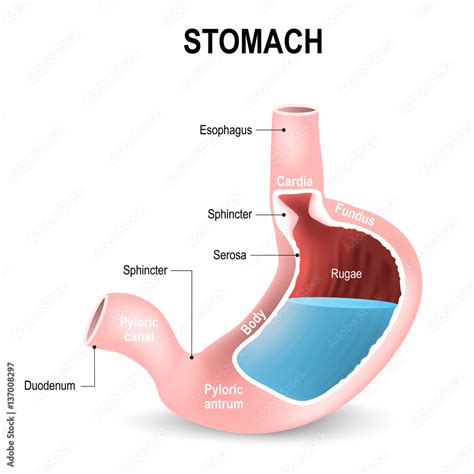 Detailed Diagram Of The Structure From Inside Of The Stomach Vector De