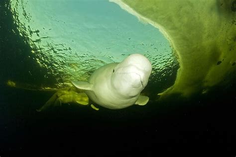 Beluga Whale Delphinapterus Leucas Swimming Under Ice Photos Framed