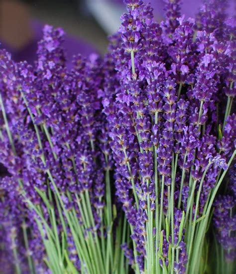 Which Is The Most Fragrant Lavender Dises
