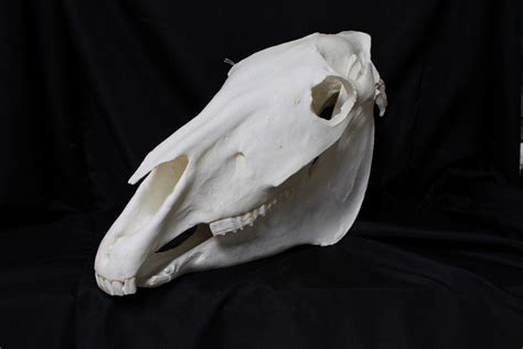 Horse Skull Replica Dapper Cadaver Props