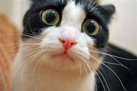 Jenis kucing berhidung pesek seperti peaknose memang punya kecenderungan mata yang berair. √ Mengobati Kucing Sakit Mata Belekan dan Berair Sendiri ...