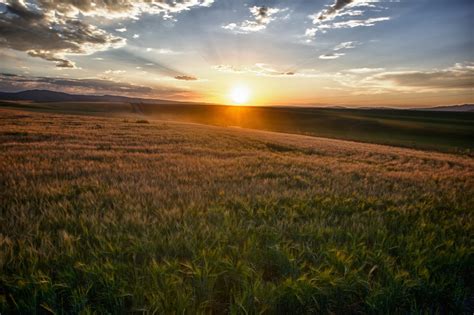 Sun Rays Over Field Of Grain Free Stock Photo Public Domain Pictures