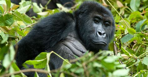 Expanding Protected Areas In The Congo Basin Bezos Earth Fund