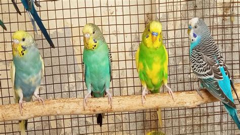 12 Hours Budgie Sound Budgie Singing Budgie Flock Call And Budgie