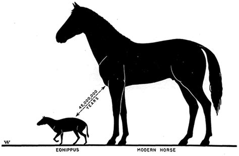 The Prehistoric Horses Of North America
