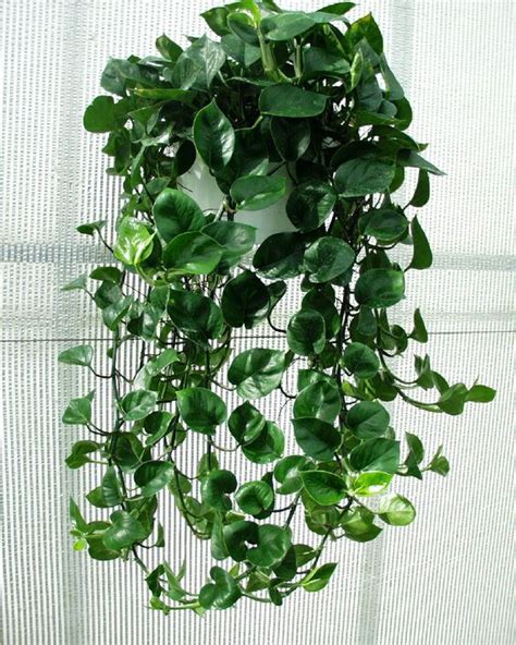 Philodendron Plants Philodendrons Pinterest Toilets