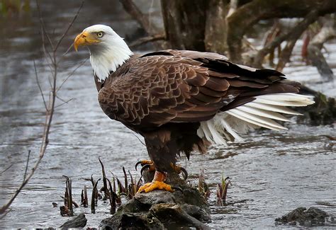 Bald Eagle Dies After Ingesting Poison The Boston Globe